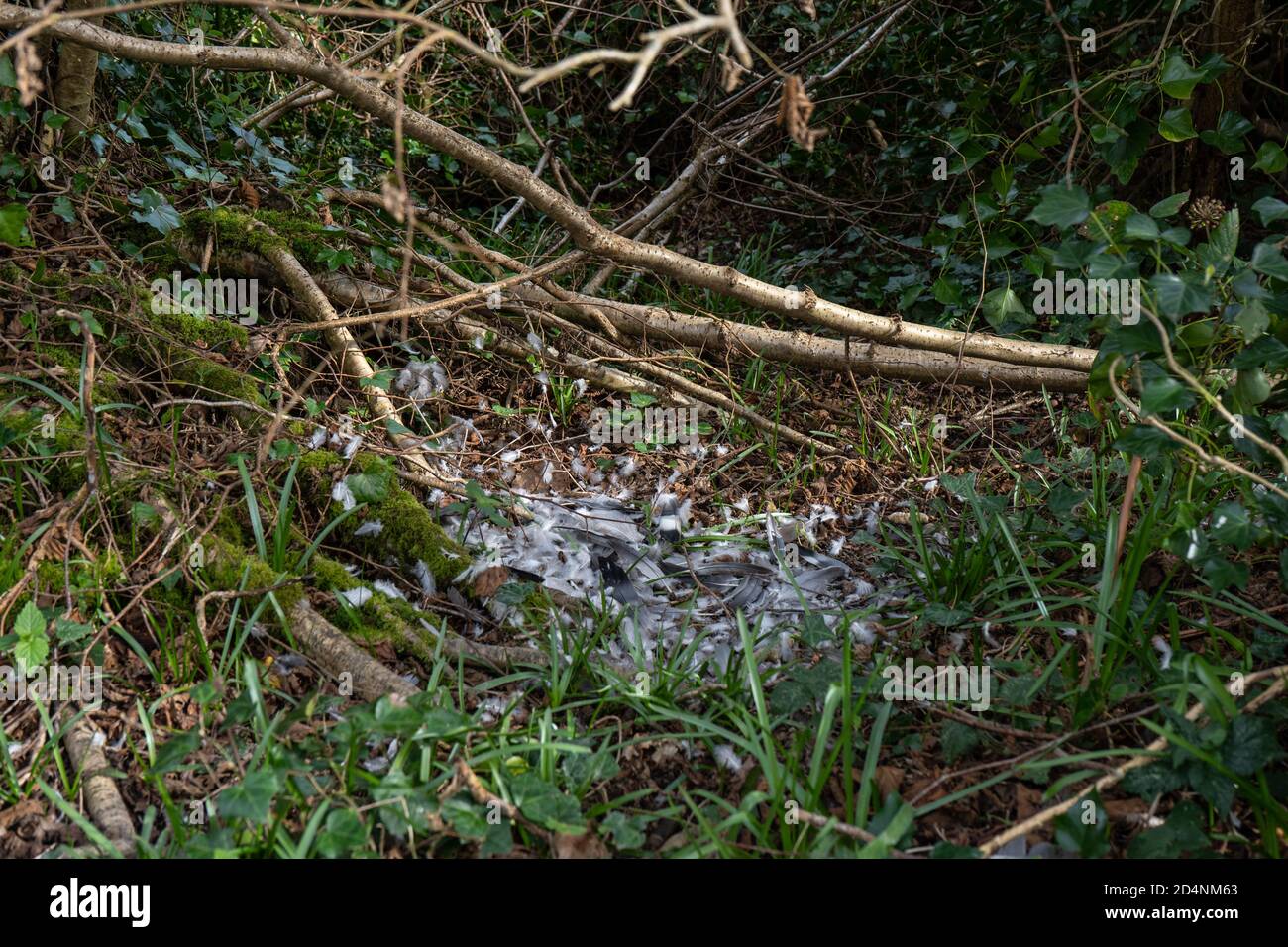 Pigeon feathers from dead bird on ground next to branches with ivy, grass and fallen leaves