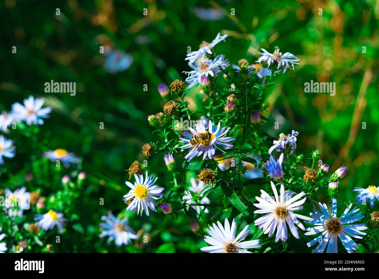 bees are pollinating some flowers Stock Photo