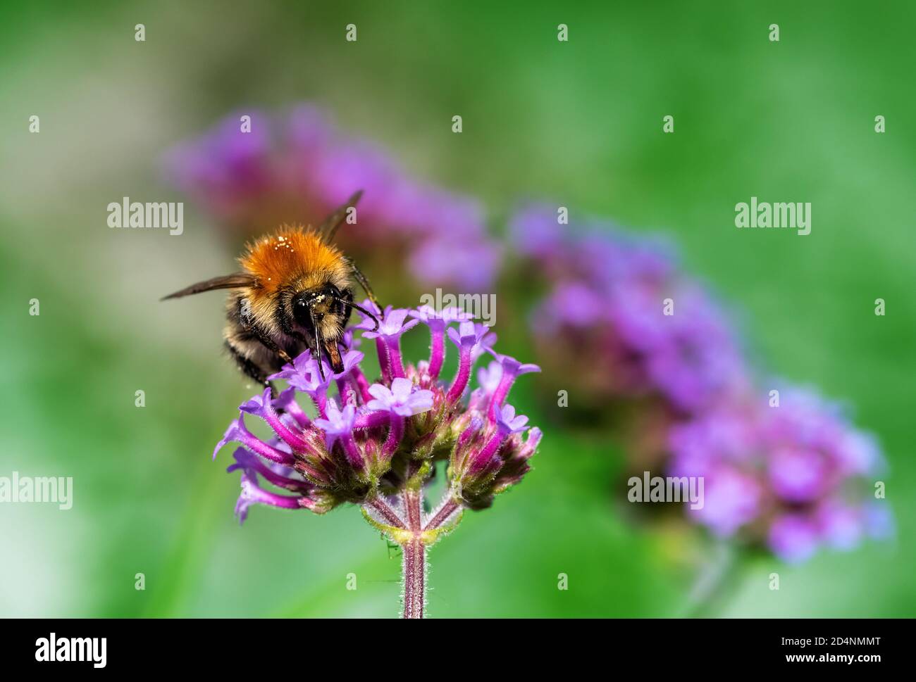 Macro of a common carder bee on a purple verbena flower blossom Stock Photo