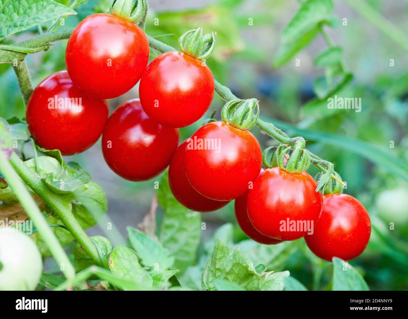 Farm of tasty red cherry tomatoes on the bushes Stock Photo - Alamy