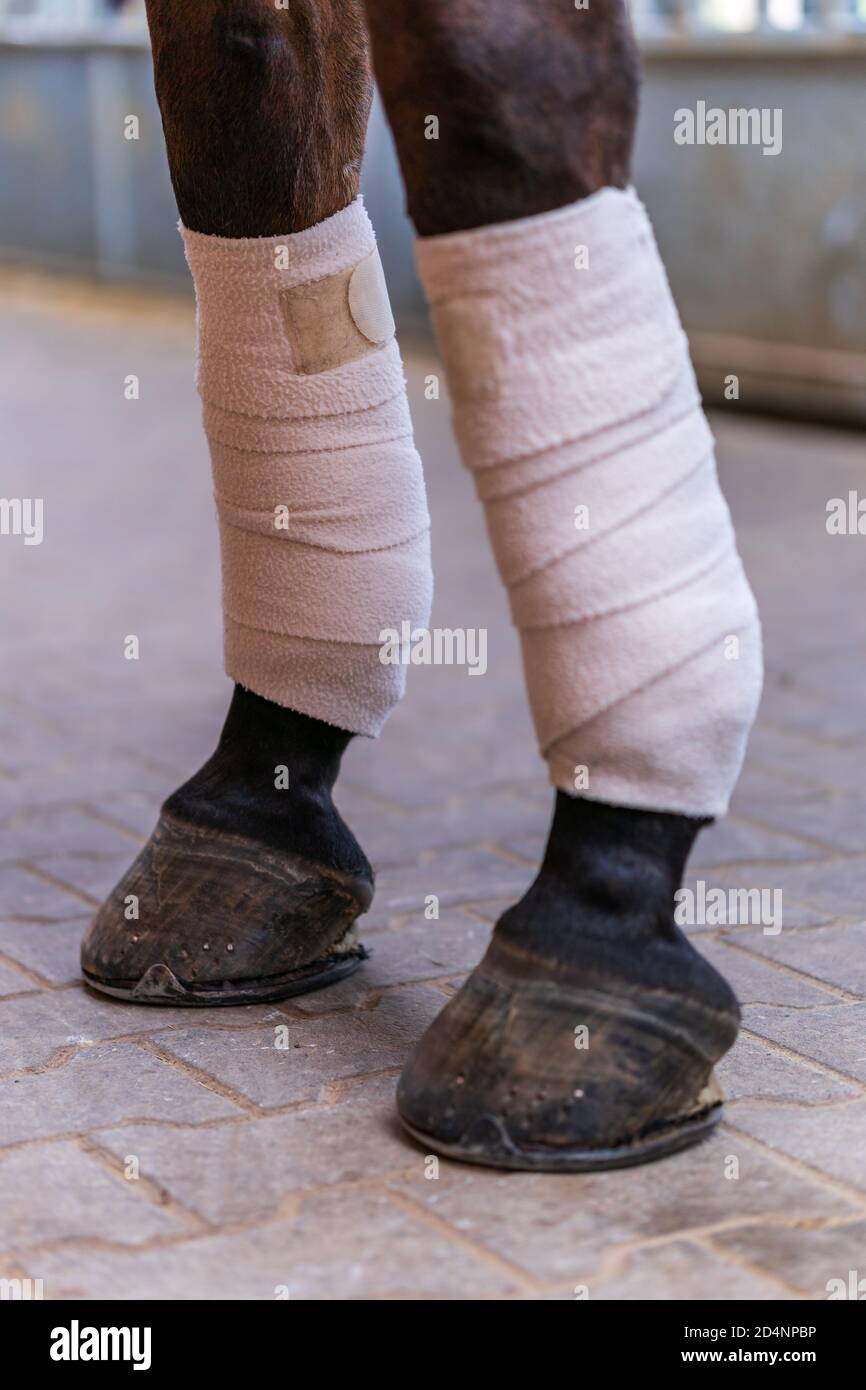 Horse hoof bandage hires stock photography and images Alamy