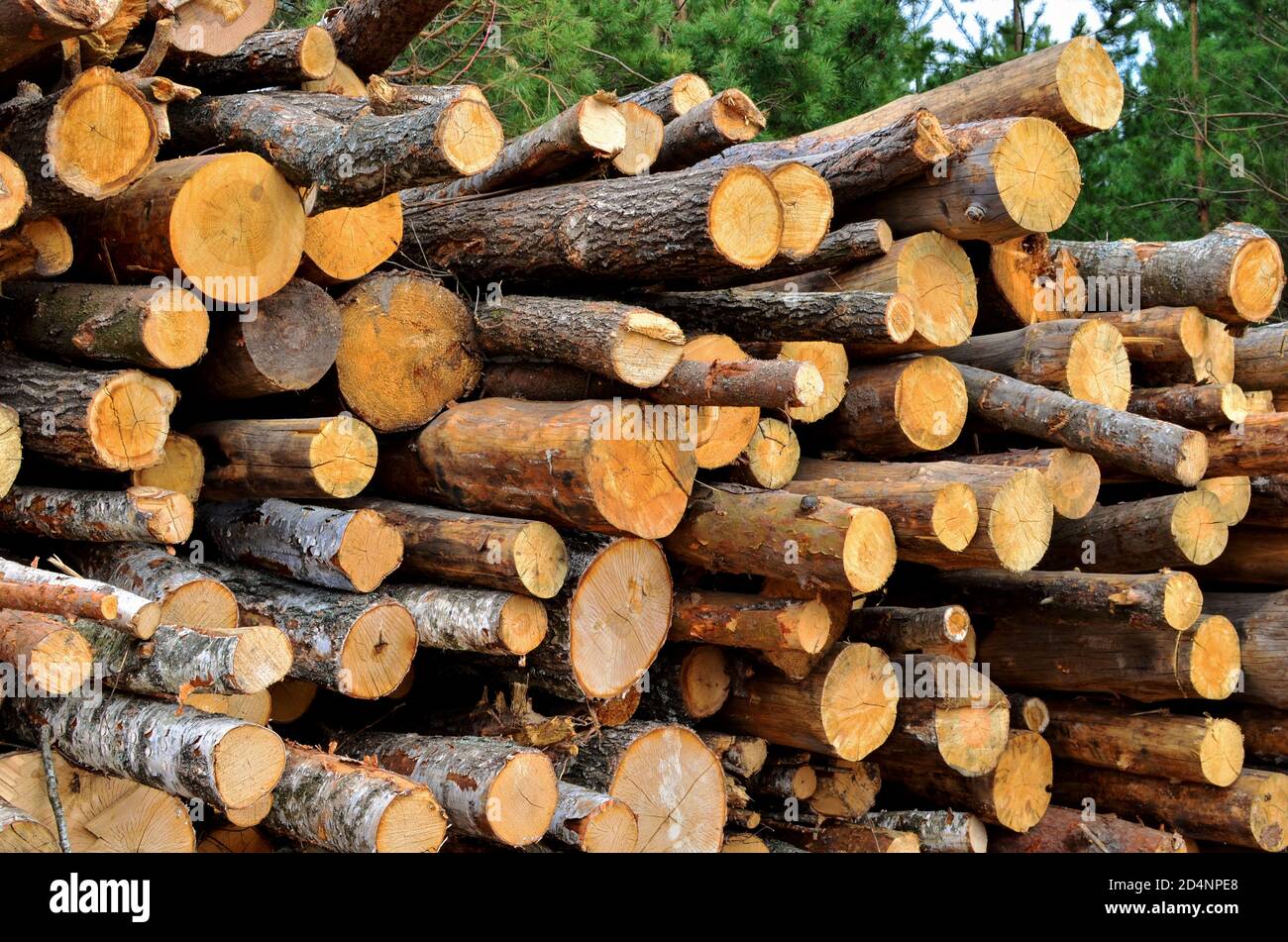 Loggers logs hi-res stock photography and images - Page 6 - Alamy