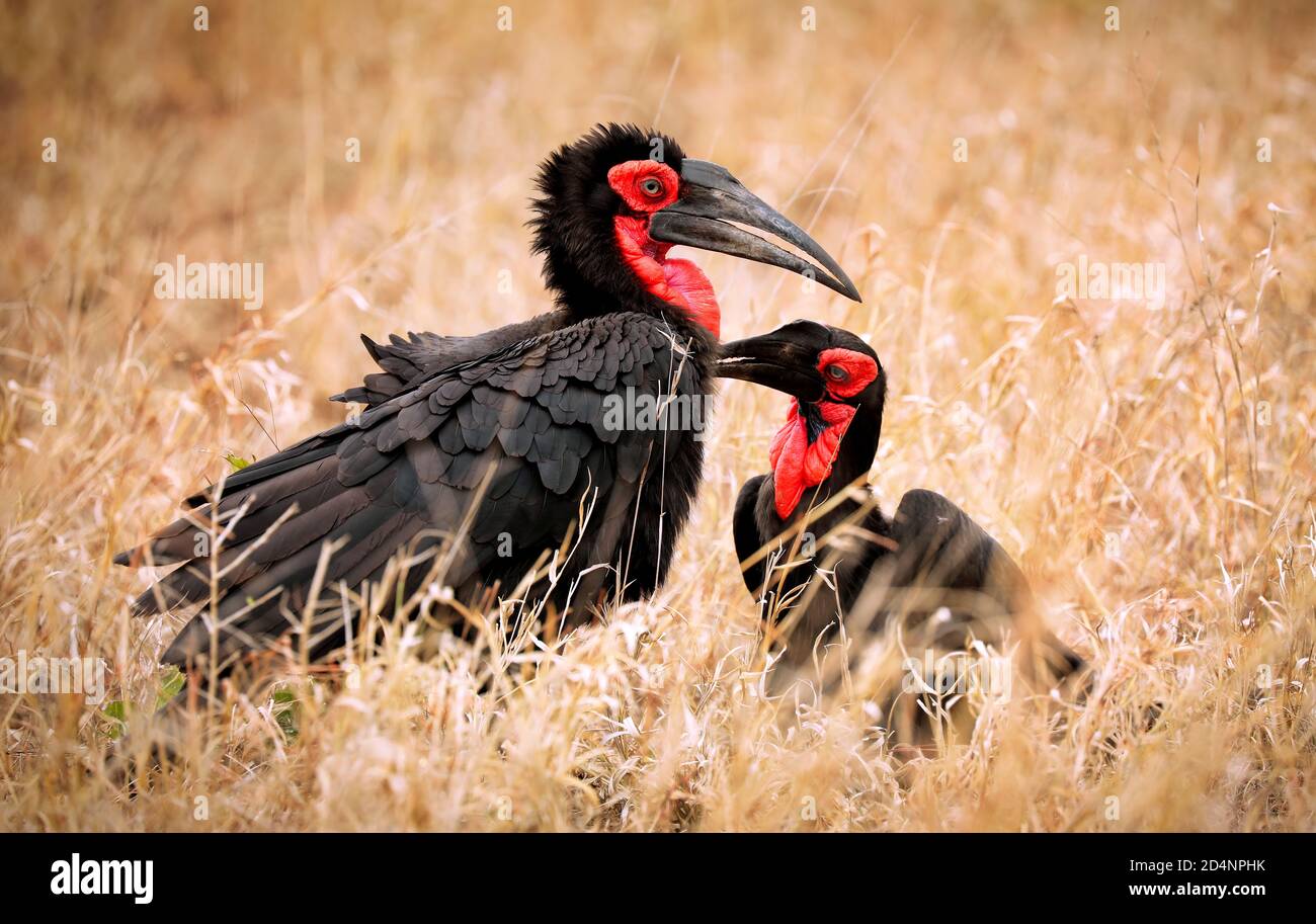 Southern ground hornbills, Kruger NP, South Africa Stock Photo