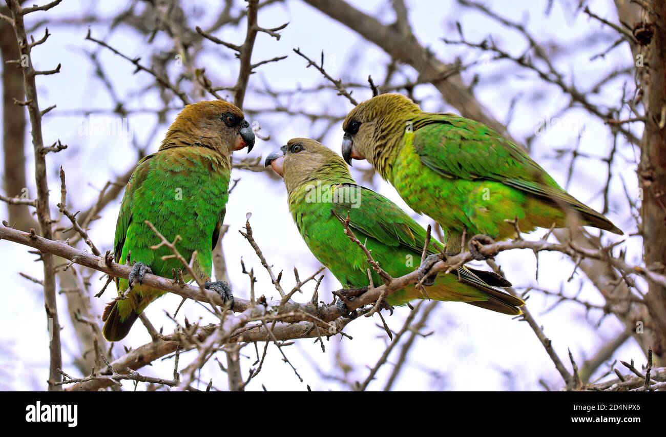 Brown-headed parrots, Kruger NP, South Africa (poicephalus cryptoxanthus) Stock Photo