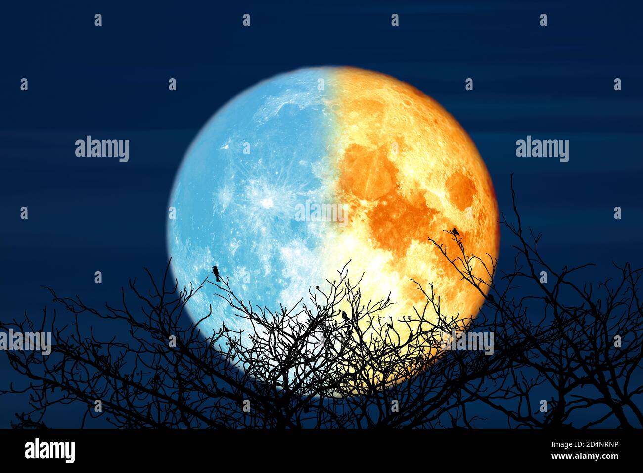 Super blue blood moon and silhouette dry tree in the night sky ...
