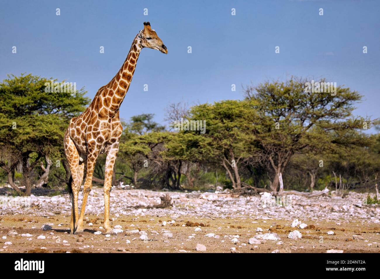 giraffe, Etosha National Park, Namibia, (Giraffa camelopardalis) Stock Photo