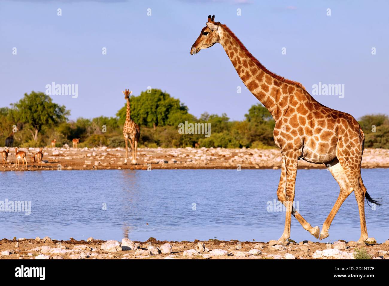 giraffe, Etosha National Park, Namibia, (Giraffa camelopardalis) Stock Photo
