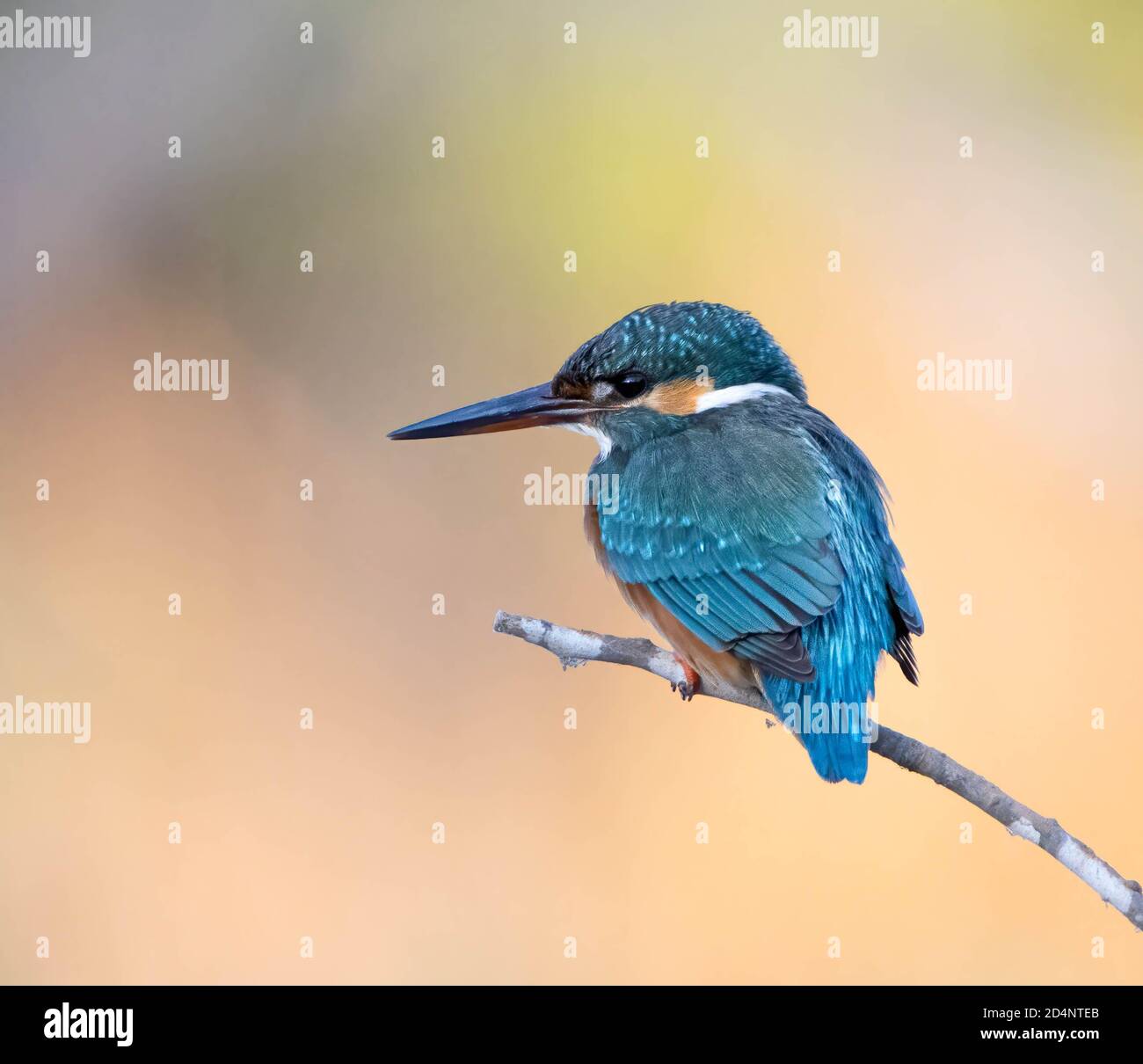 Tiny colorful bird, Common Kingfisher, is perching on a thin branch, looking to the side Stock Photo