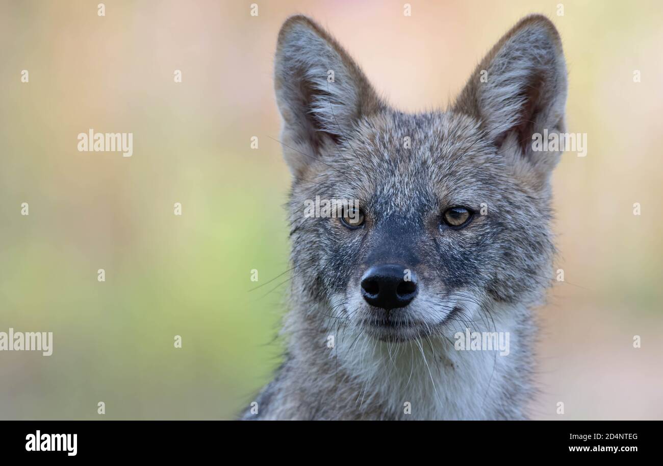 Close-up portrait of a Golden Jackal looing at the camera Stock Photo