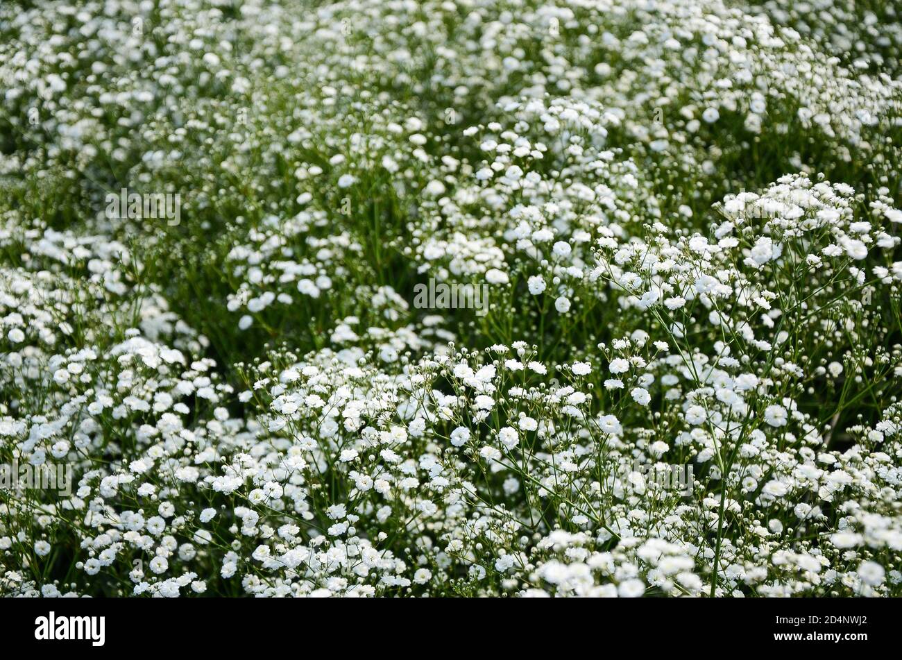 Gypsophila paniculata flower Stock Photo Alamy