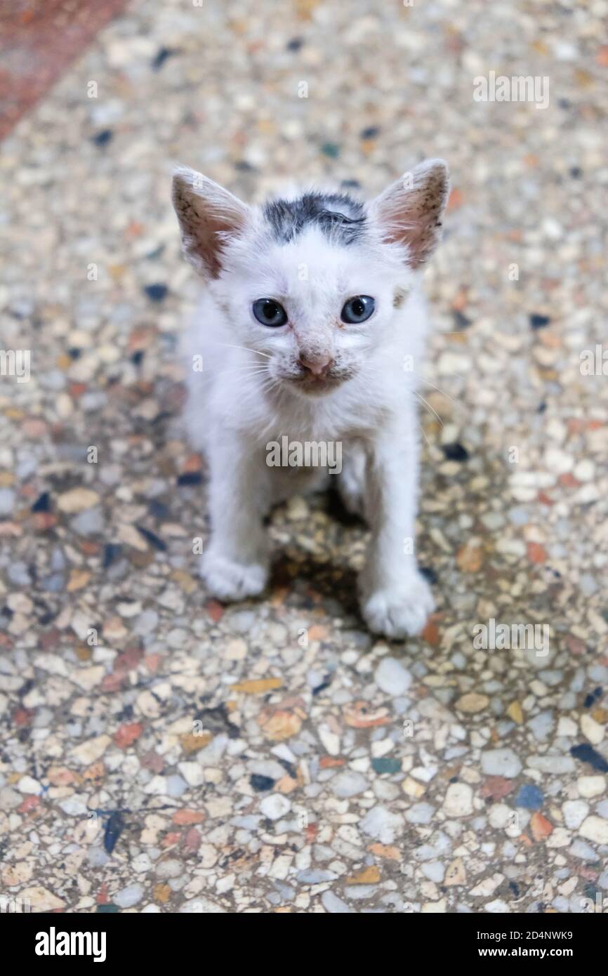 White kitten black spots 2025