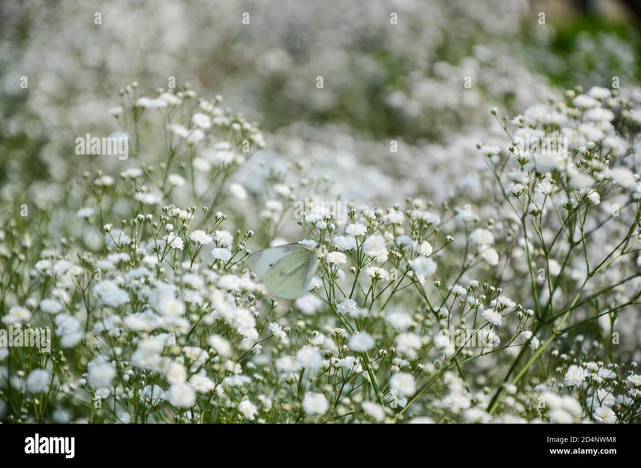 Gypsophila paniculata flower Stock Photo - Alamy