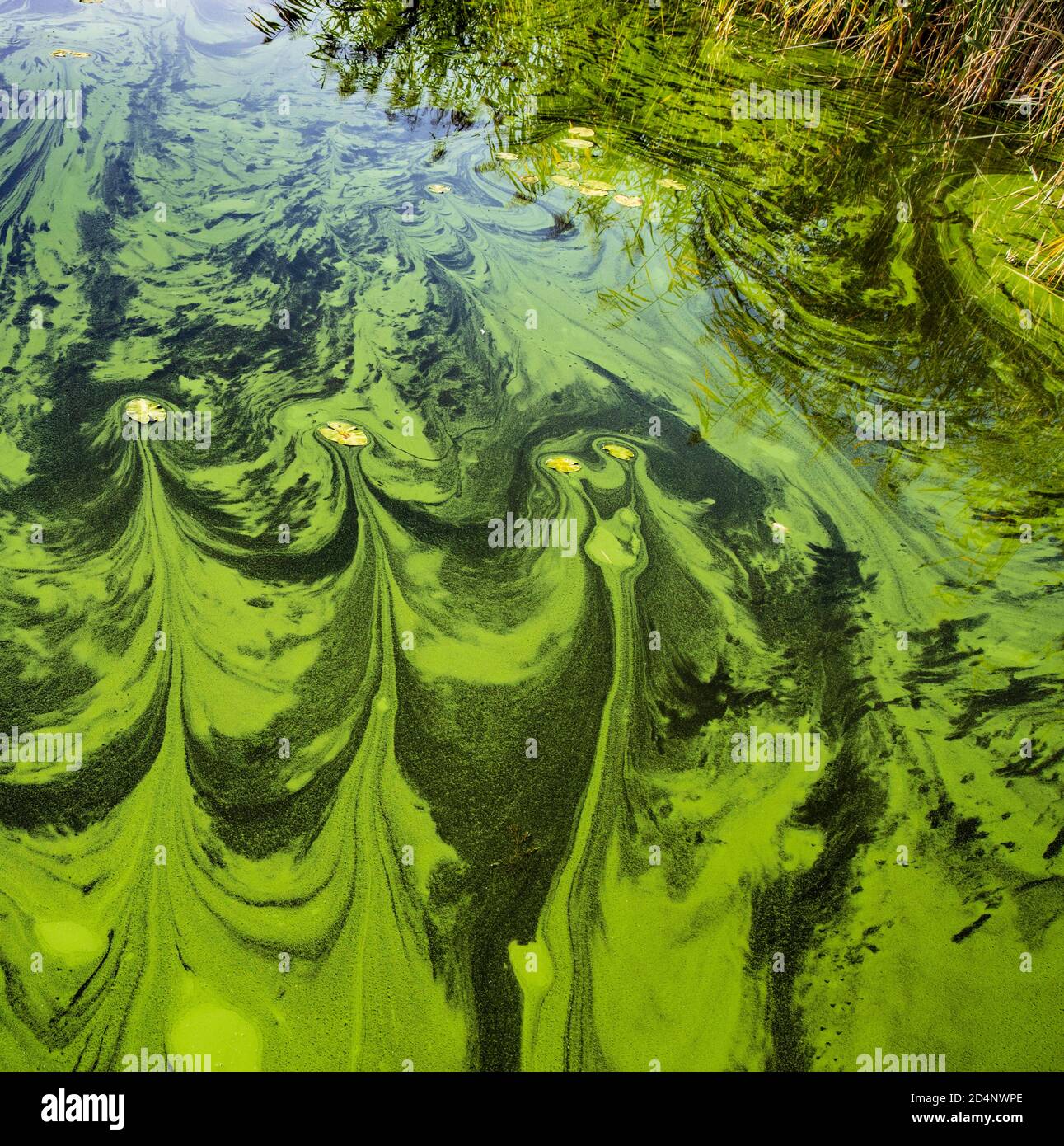 Germany, Werder, algae bloom in the boat harbor on lake Glindow. Stock Photo