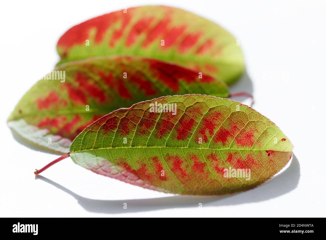 Green fallen leaves with red spots lie on a white background. Three autumn brightly colored leaves close-up. Decoration in the autumn season Stock Photo