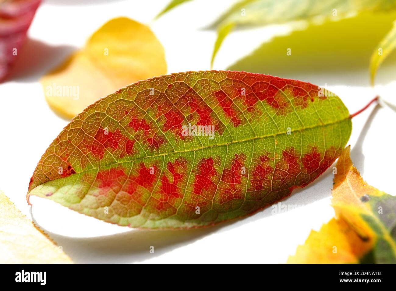 Green fallen leaves with red spots lie on a white background. Autumn brightly colored leaves close-up. Decoration in the autumn season Stock Photo
