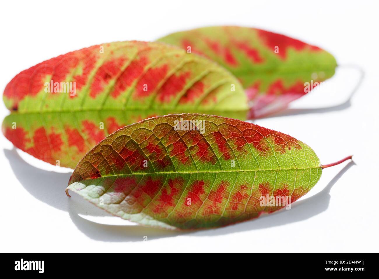 Three autumn bright colored leaves. Green fallen leaves with red spots lie on a white background. Autumn season Stock Photo