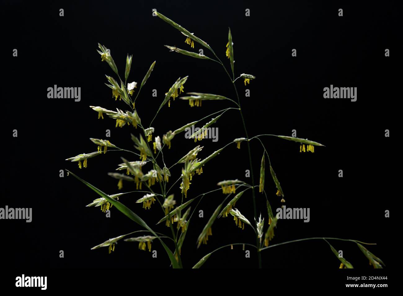 Festuca pratensis. Weed. Flowering grass with seeds on a black background. Selective focus Stock Photo