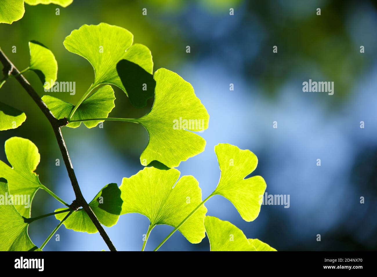 Ginkgo biloba tree. Young green leaves close up in bright contrasting lighting with a blurry background and blue sky Stock Photo