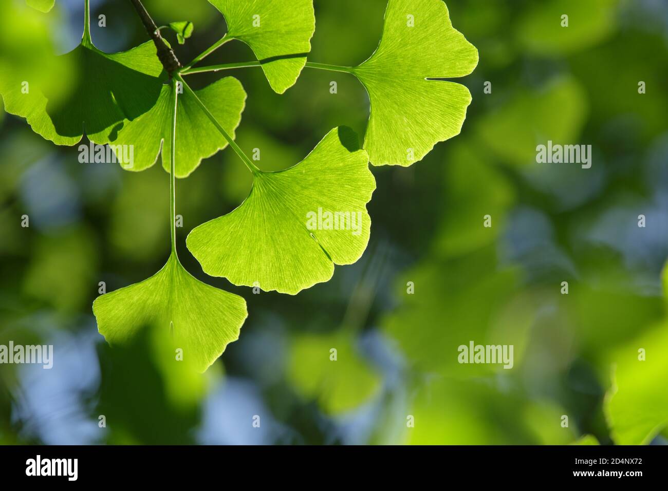 Ginkgo biloba tree. Close-up: green young leaves in bright lighting with a blurry background and a blue sky Stock Photo