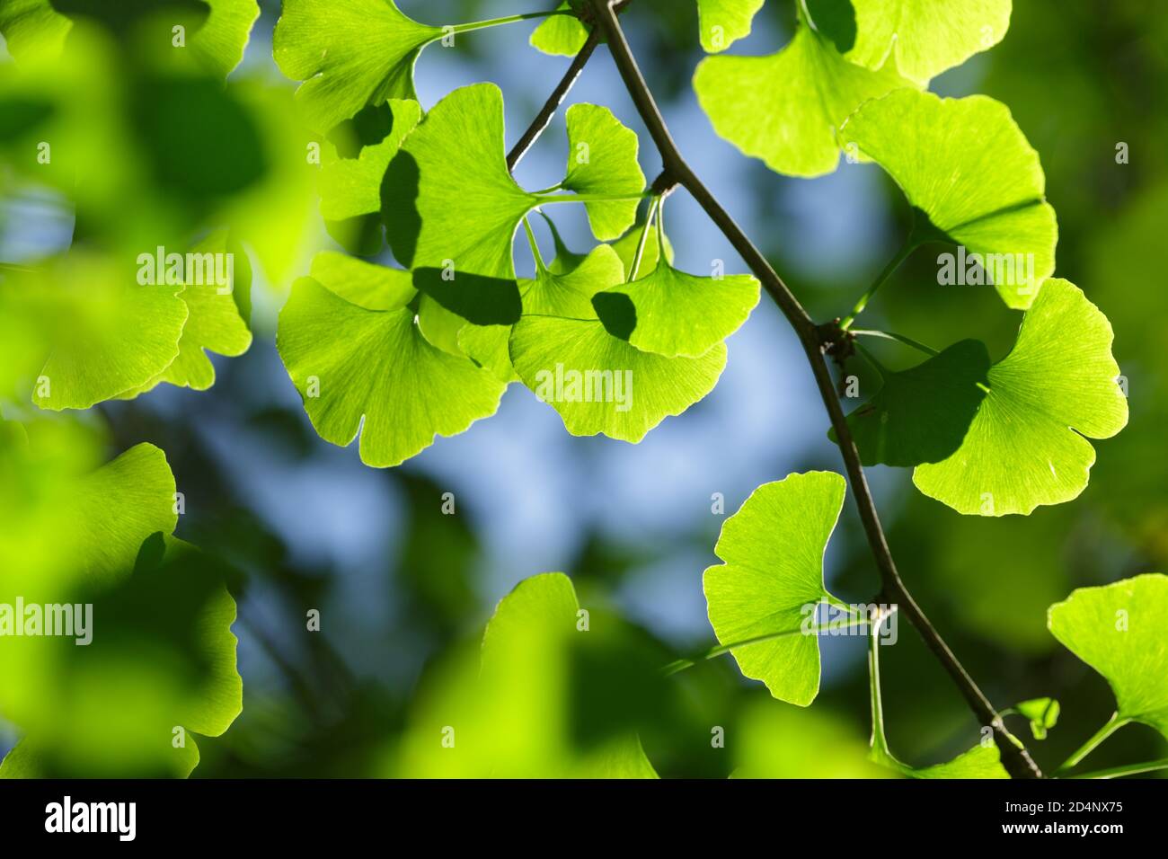 Ginkgo biloba tree. Green young leaves in bright lighting with a blurry background and a blue sky Stock Photo