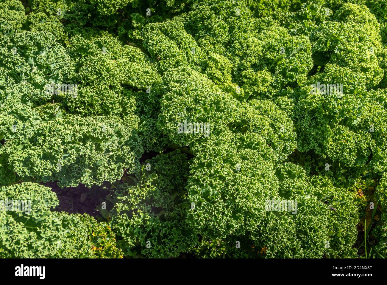 Kale (Brassica oleracea var.sabellica) in a vegetable patch, Bavaria, Germany, Europe Stock Photo