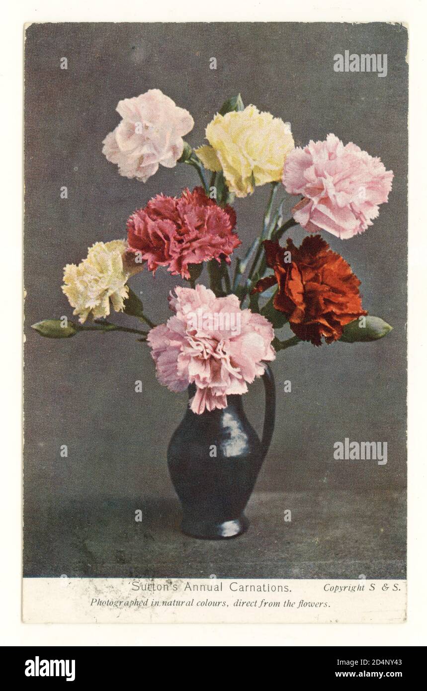 Edwardian promotional postcard / order acknowledgement card depicting a colour photograph (tinted) of a vase of Sutton's Annual Carnations, Suttons Seeds, Reading, Berks. posted 5 March 1910, U.K. Stock Photo