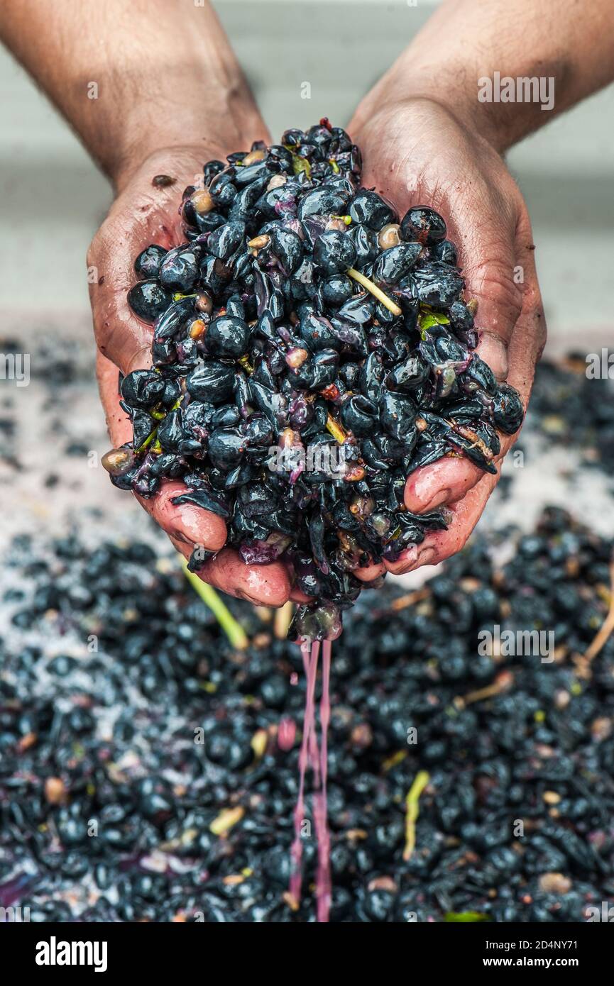Australian winemaker holding Tempranillo grapes being fermented on skins in bins of small winemaking facilities in Lenswood the Adelaide Hills of Sout Stock Photo
