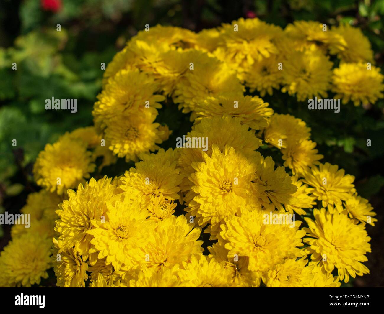 Close up of yellow chrysanths in the garden Stock Photo