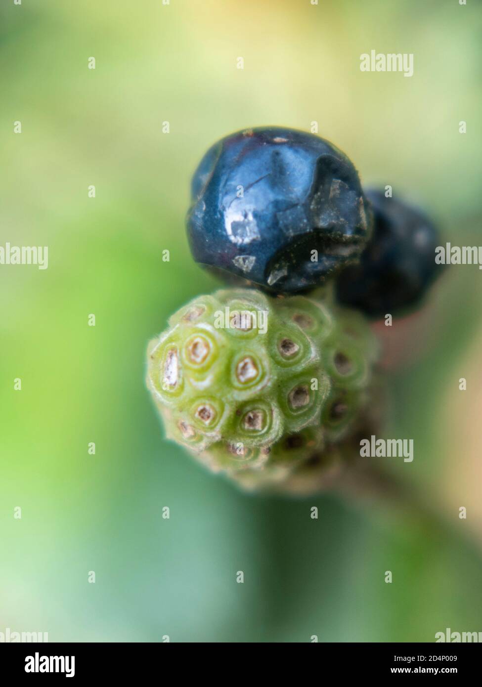 Close up of mature fruit of Lantana camara, Serbia, Europe Stock Photo