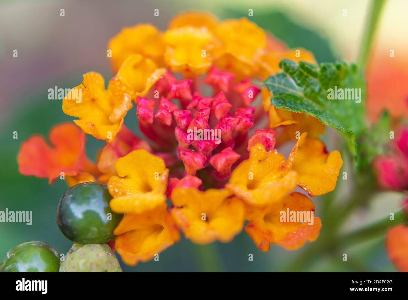 Lantana camara in bloom, close up. Serbia, Europe Stock Photo