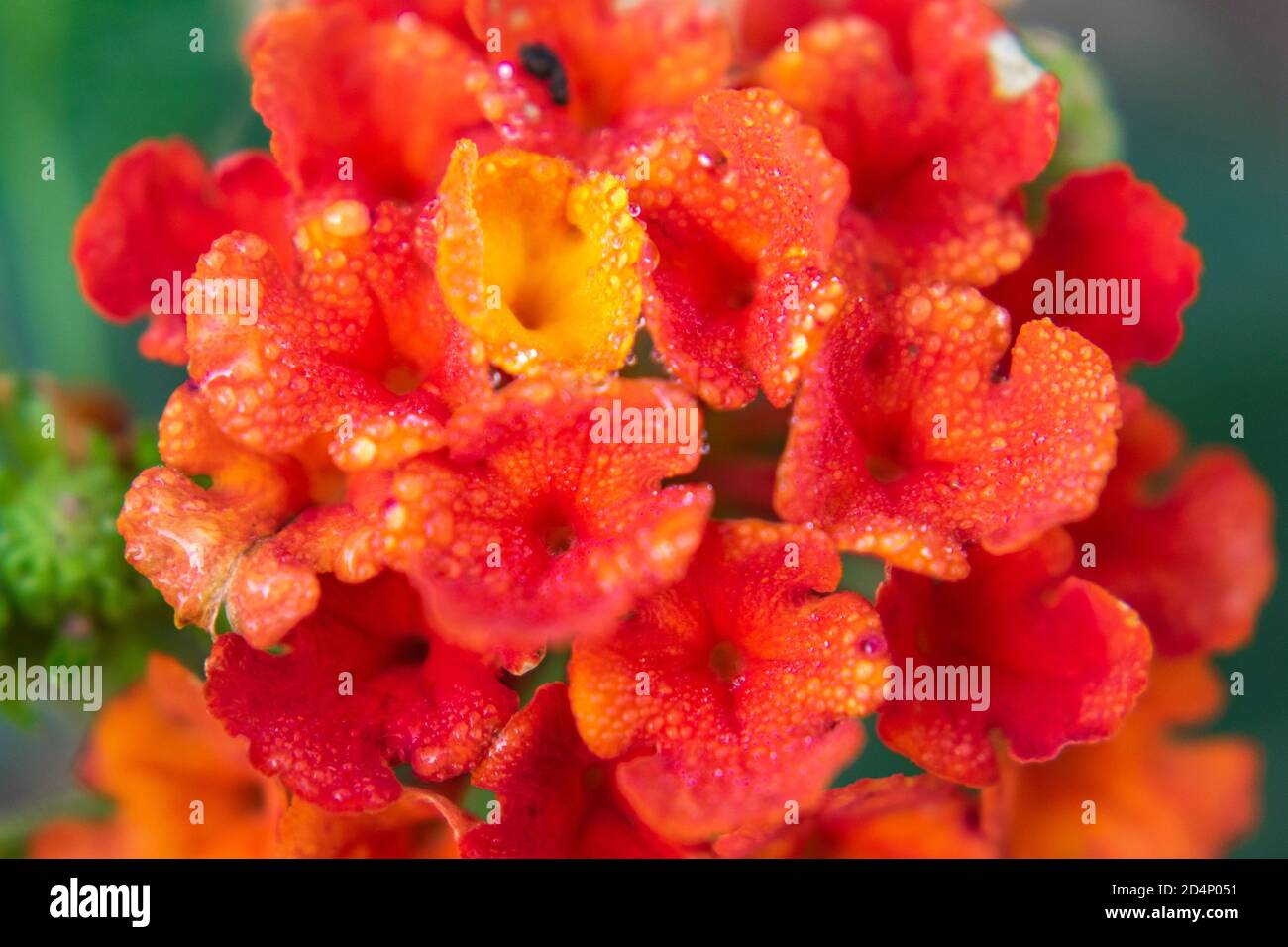 Lantana camara in bloom, close up. Serbia, Europe Stock Photo