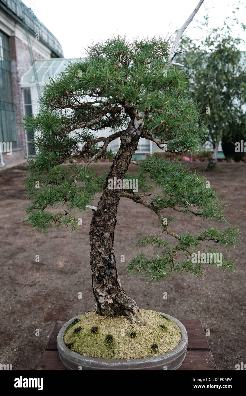 Walbrzych, Poland - 18 July 2020: The bonsai tree, The Palm House Stock  Photo - Alamy