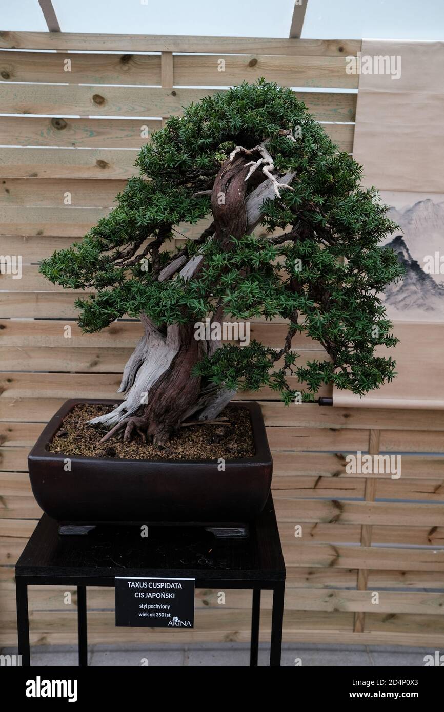 Walbrzych, Poland - 18 July 2020: The bonsai tree, Taxus Cuspidata (Japanese yew) age 350 years. Leaning style Stock Photo