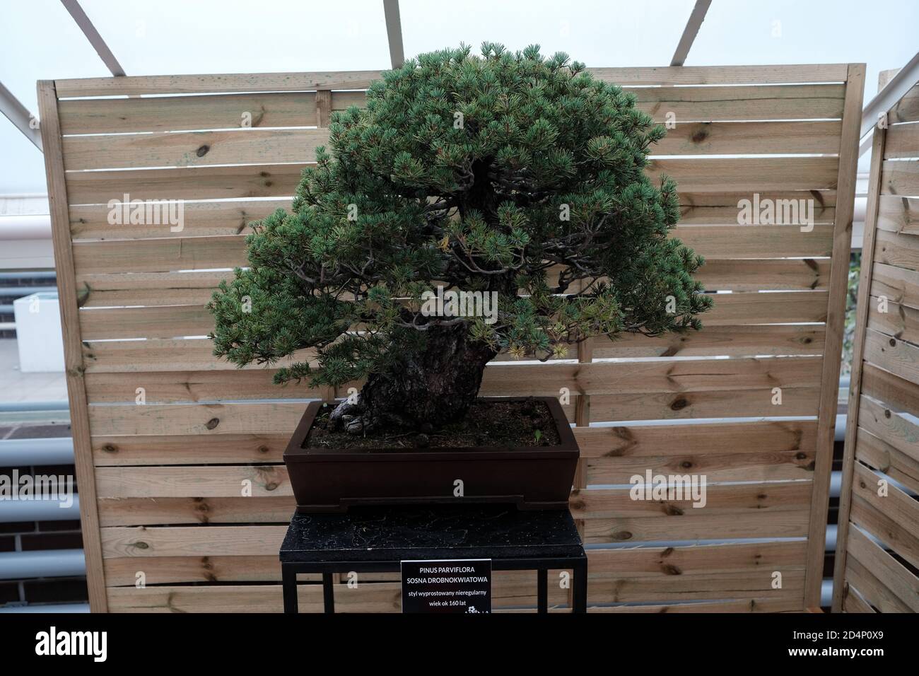 Walbrzych, Poland - 18 July 2020: The bonsai tree, Pinus Parviflora (small-flowered pine) age 160 years. Upright, irregular style Stock Photo