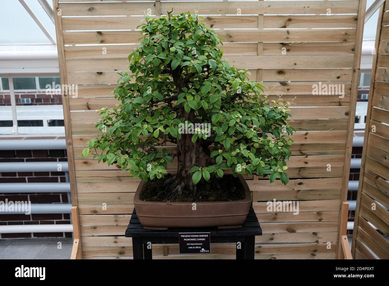 Walbrzych, Poland - 18 July 2020: The bonsai tree. Pseudocydonia Sinensis (Chinese quince) 100 years old. Upright style Stock Photo