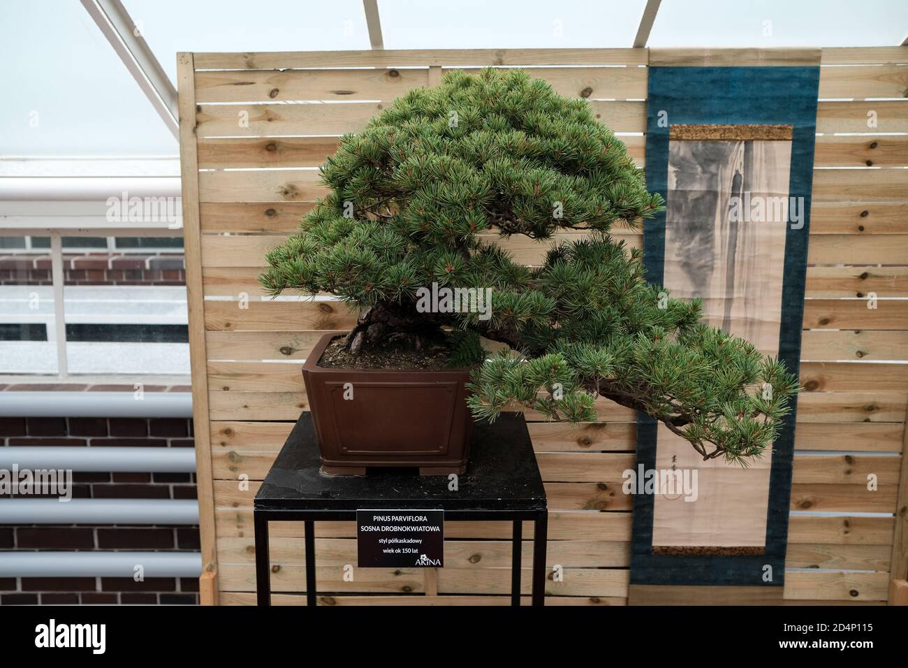 Walbrzych, Poland - 18 July 2020: The bonsai tree, Pinus Parviflora (Small- flowered pine) age 150 years. Semi-cascade style Stock Photo