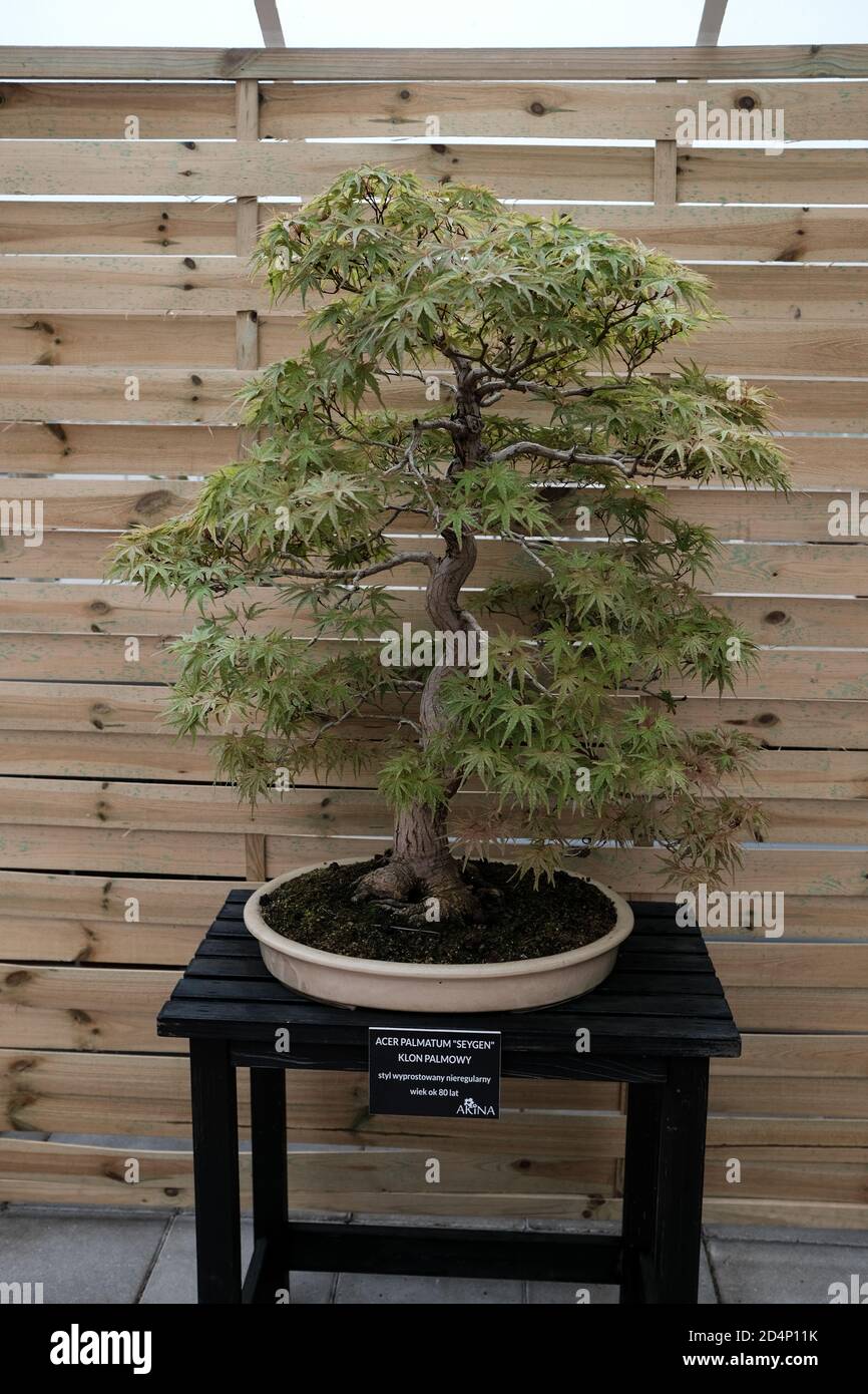 Japanese maple acer palmatum bonsai maple hi-res stock photography and  images - Alamy