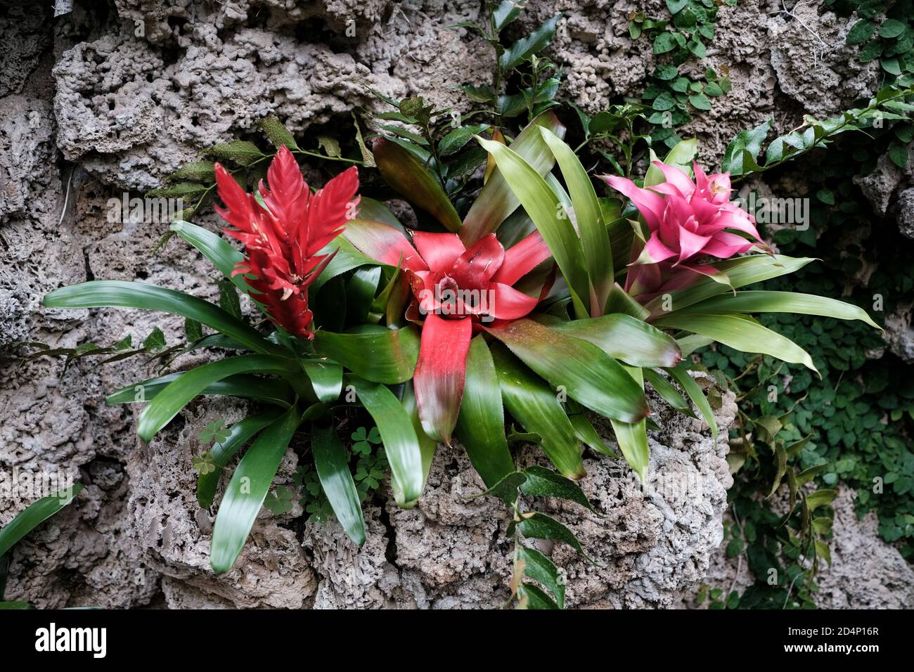 Walbrzych, Poland: 18 July 2020: The Guzmania (tufted airplant), the Palm House Stock Photo