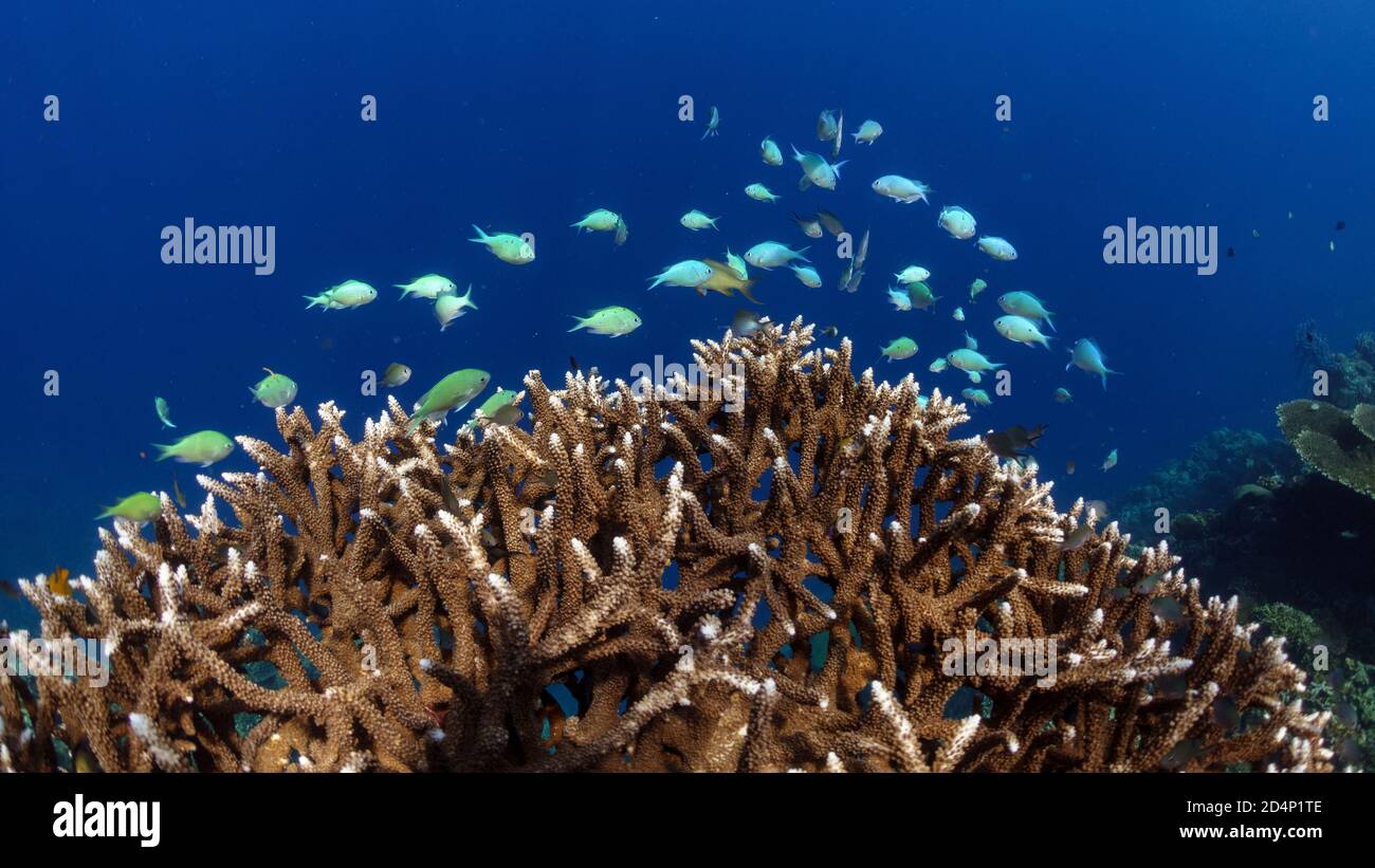 A healthy hard corals in the Philippines and Chromis atripectoralis fish. Stock Photo