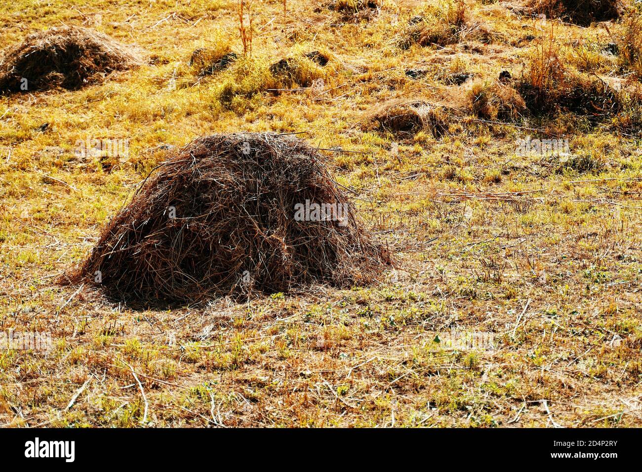 Hay on the ground. Dry grass in the mountains. Cleaning of dead wood against the occurrence of fires. Stock Photo