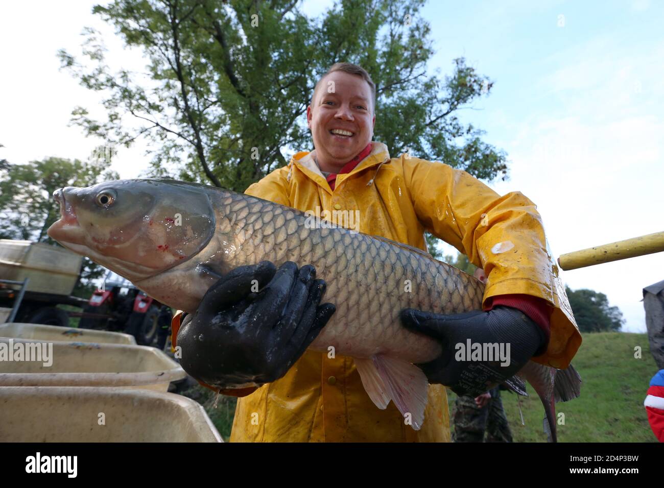 Veckenstedt, Germany. 10th Oct, 2020. Norman Wolf presents a 12 kilogram  grass carp. This weekend there will be a public fishing trip. The  Teichwirtschaft Veckenstedt expects about 30 tons of carp for