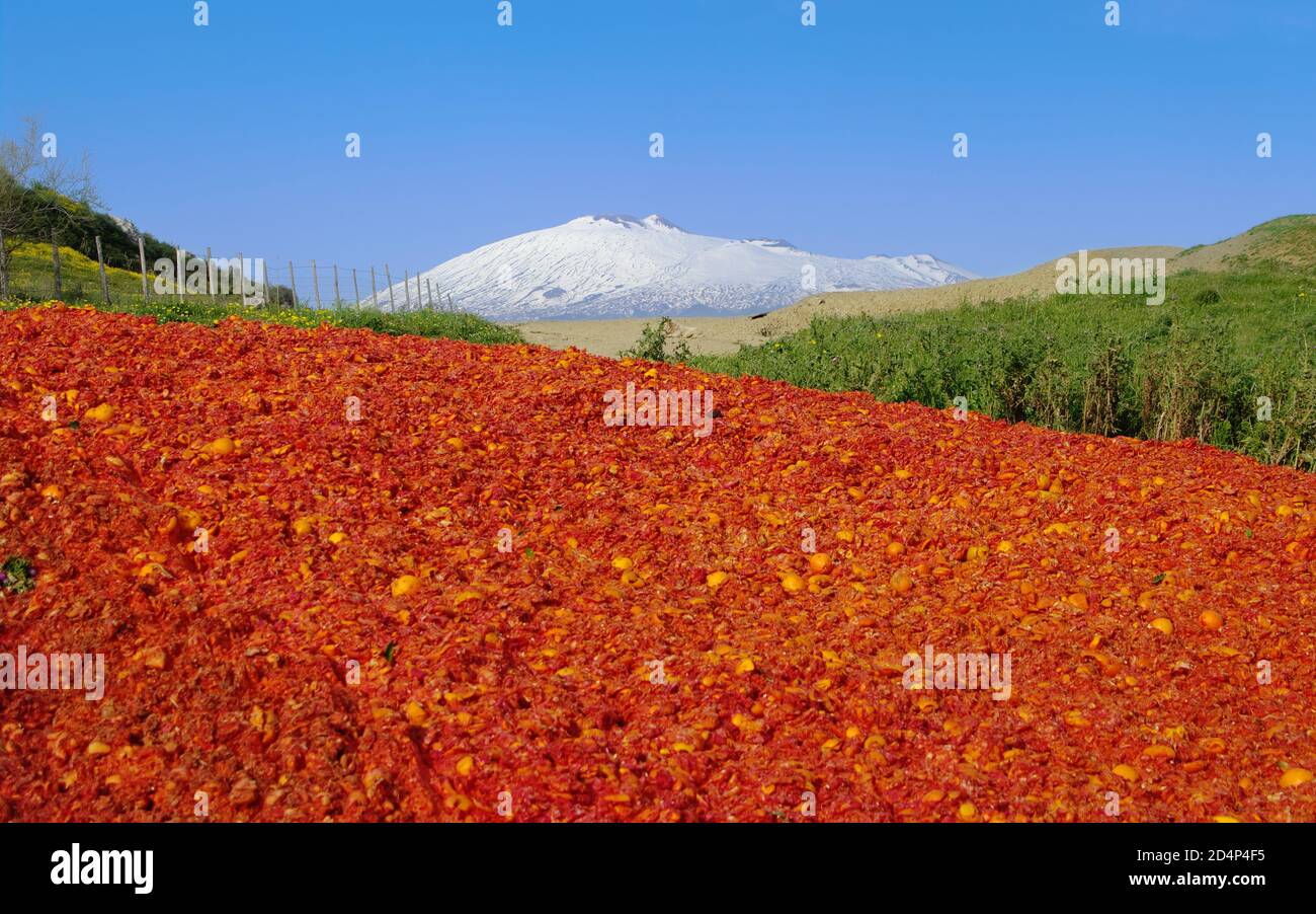 red of orange squeezed and piled, green of the grass, white of snow-covered Etna Mount and blue of sky in a colorful landscape of Sicily agriculture Stock Photo