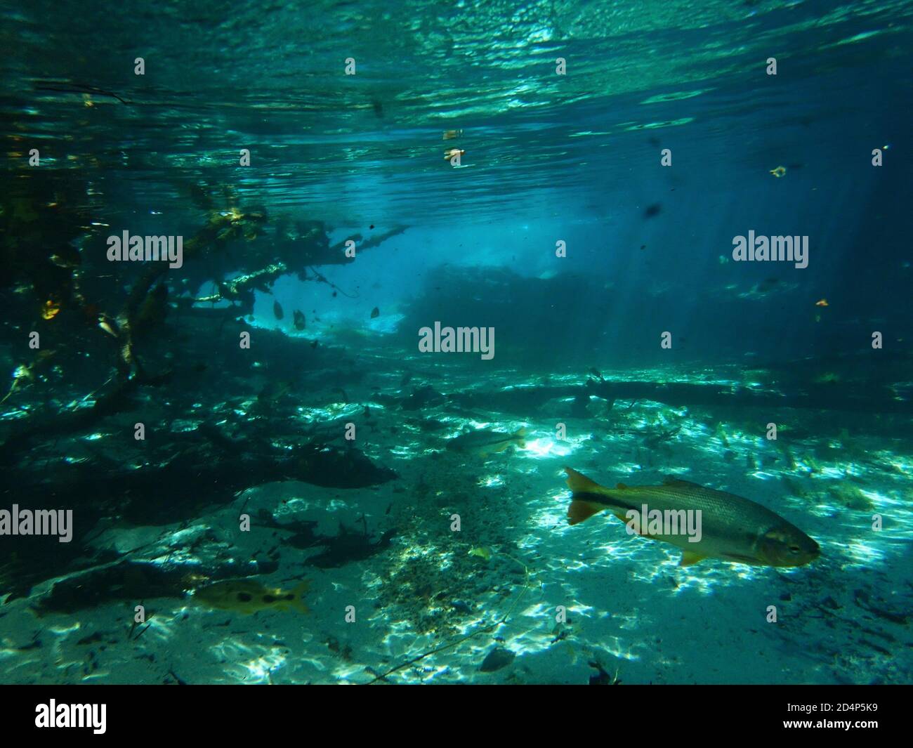 Huge Dourado swimming in the clear waters of Rio triste Stock Photo