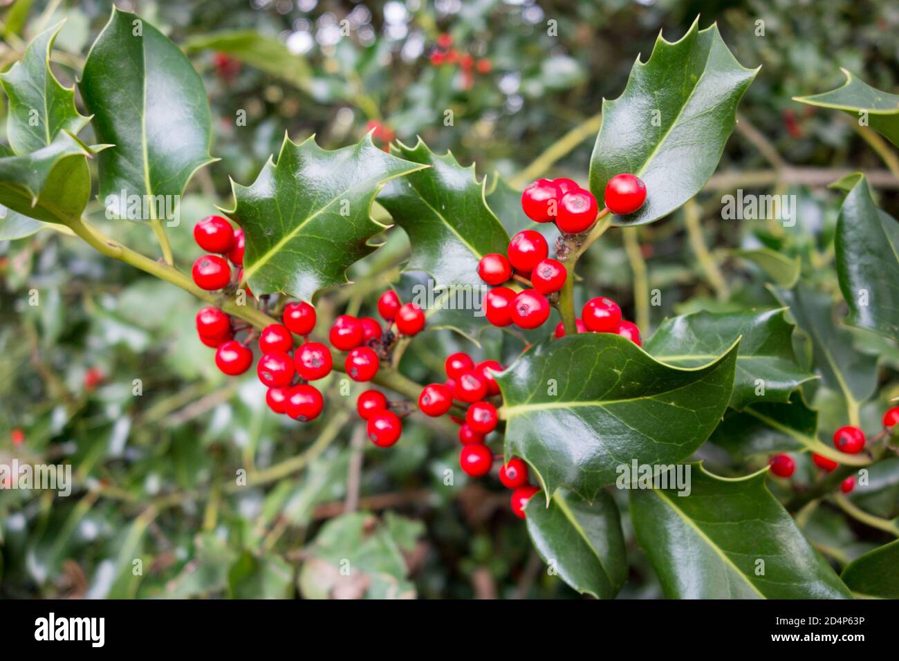 are nellie stevens holly berries poisonous to dogs