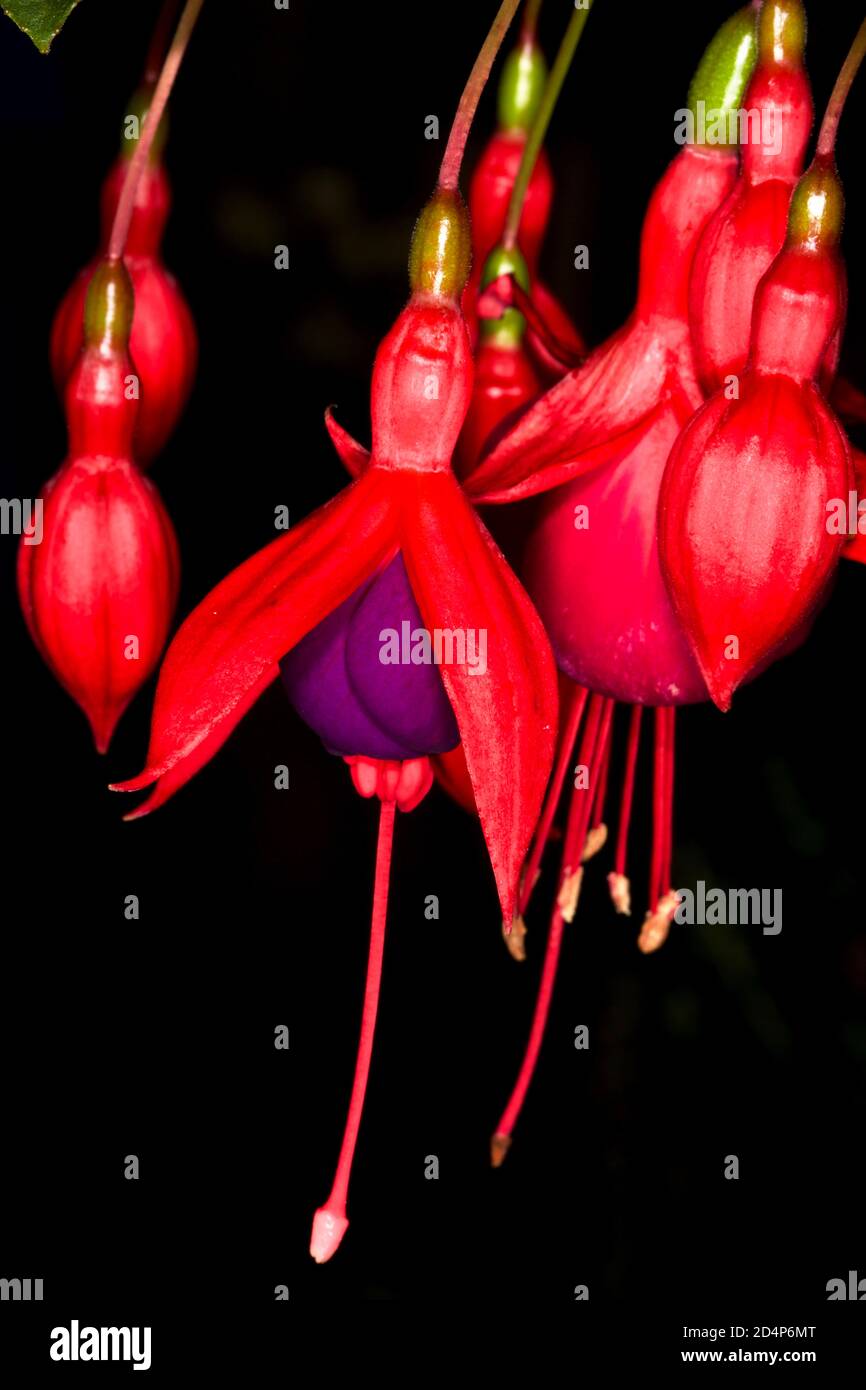 Fuchsia 'Tom Thumb' Stock Photo