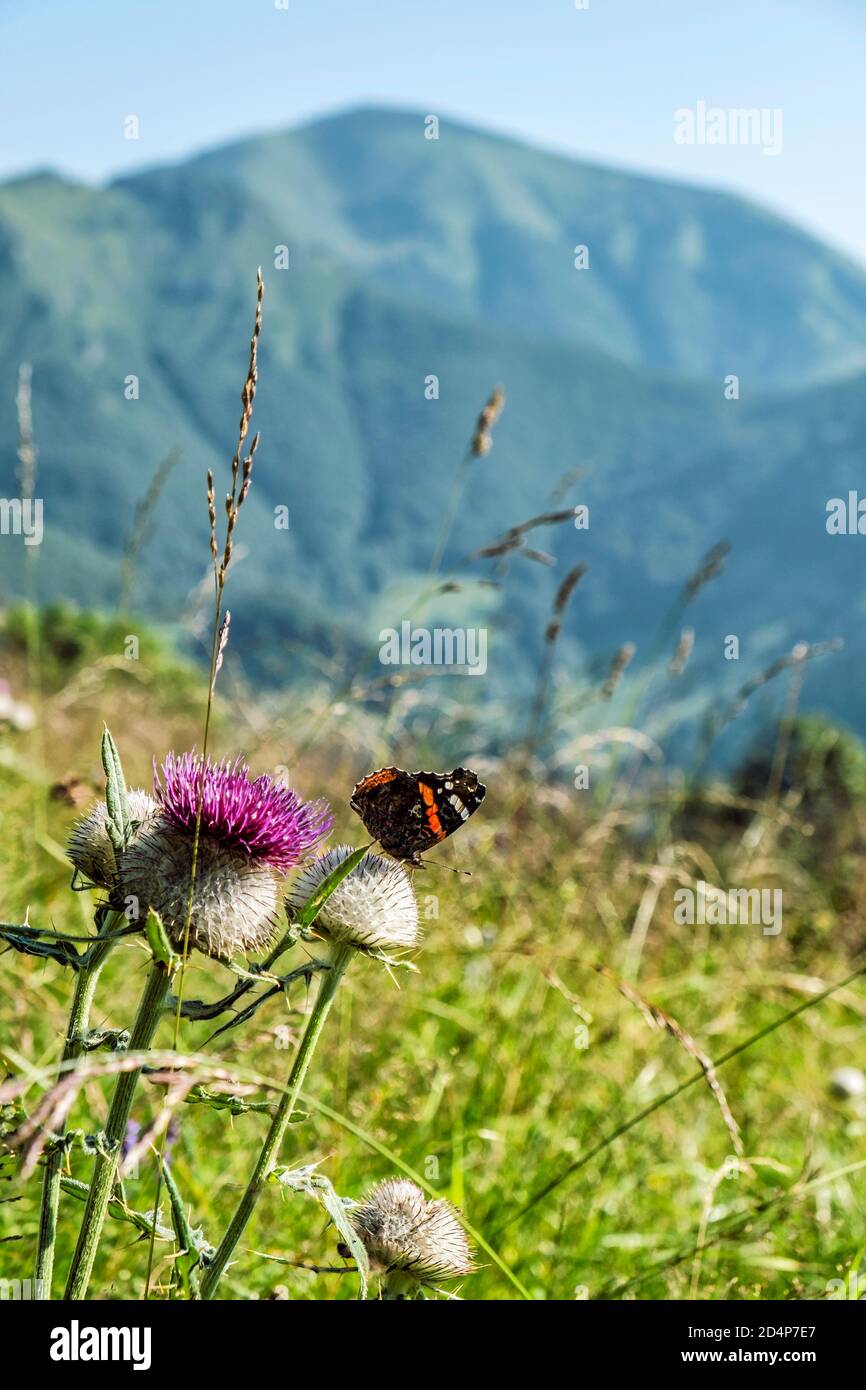 Purple thistle with butterfly, green meadow, Big Fatra mountains, Slovak republic. Seasonal natural scene. Stock Photo