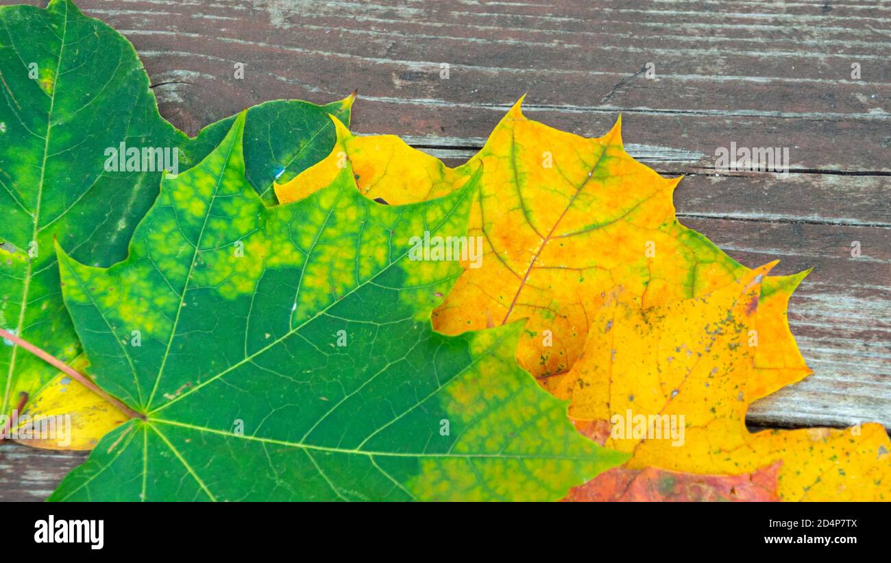 colorful maple autumn leaves on the old wooden background, close up ...