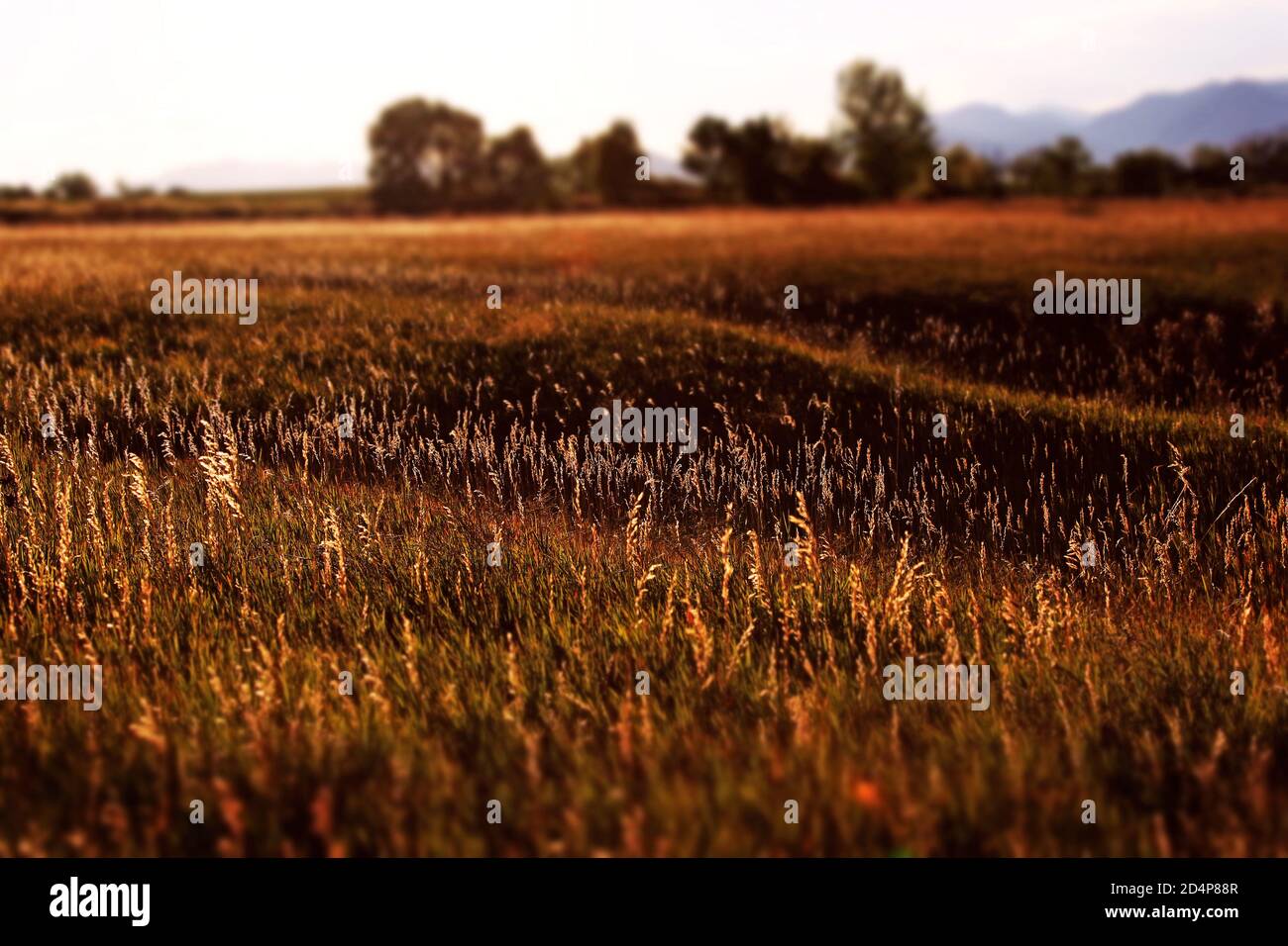 An open field in Colorado. Stock Photo