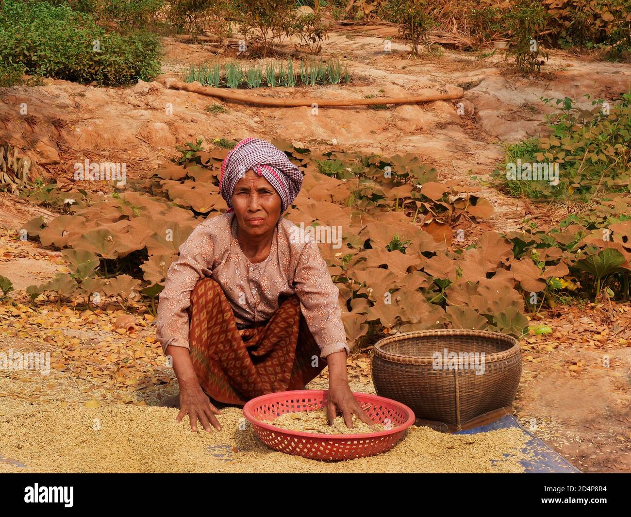 Pickiung Ricer Woman Picking over Rice, Seam Reap, Cambodia Stock Photo - Alamy