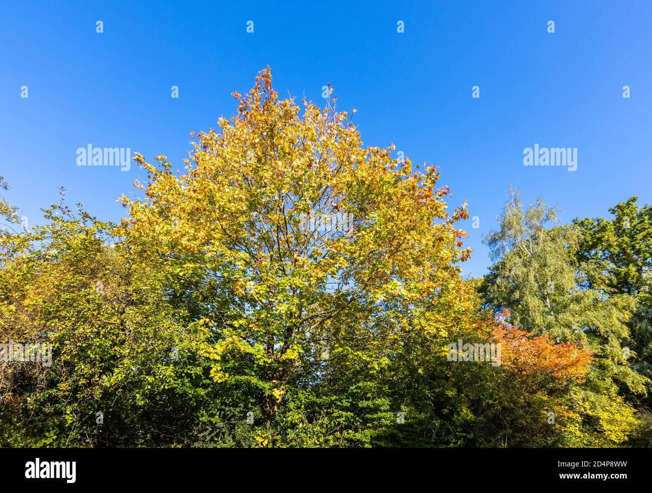 Golden yellow leaves in autumn colours in the crown of a sycamore tree (Acer pseudoplatanus) on a sunny day with a clear blue sky, Surrey, SE England Stock Photo